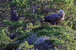 Sea Eagle perched on mound, Smedholmen, Flatanger, Norway