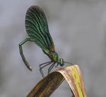 Beautiful Demoiselle