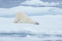 Polar Bear nose slide