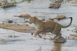 Leopard leap