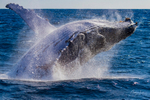 0A3A3968. Humpback Breach 21