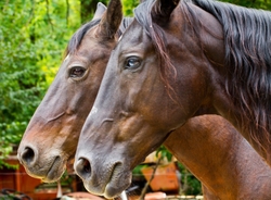 AnimalsCreatures _0004