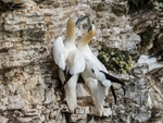 Gannets