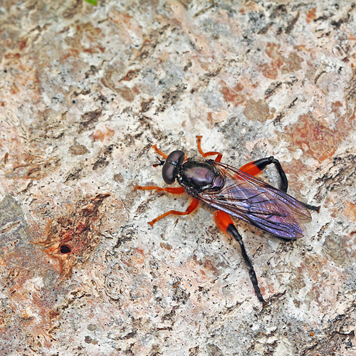 syrphid sawfly mimic
