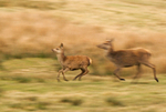 Red Deer