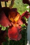 Iris 1060