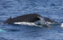 Humpback Whale Fluke, Pico Island, Azores