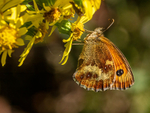 Gatekeeper