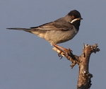 Ruppell's Warbler