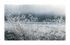 The Thaw