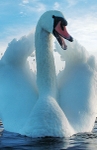 Protecting Swan 3