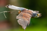 kestrel Falco tinunculu-5856