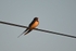 Swallow
