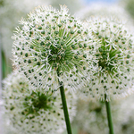 Allium