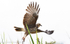 Snail Kite