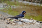 Swallow