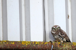 Little Owl in disused  Bristol Building
