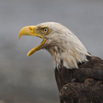 Close-up of a Bald Eagle at Homer Spit in Alaska