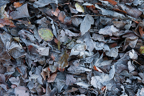 Frost coated leaves.
