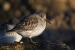 Purple Sandpiper portfolio
