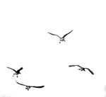 Slimbridge Oct24-133