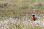 Long-tailed Meadowlark, Carcass Island, Falklands
