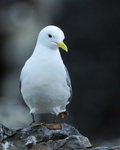 Black-legged Kittiwake, Farne Islands