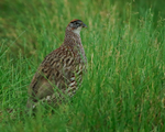 Erckel's Francolin, Mauna Kea, Hawaii