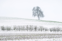 Downland Winter