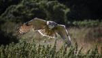 Eagle Owl
