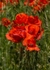 No.0006. Stapleford Poppies