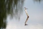 Common Tern