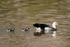 Andean Geese, adult & chicks, Chile