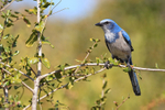 Florida Scrub-Jay, Shamrock Park, Venice, Florida