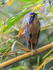 Boat-billed Heron, Costa Rica