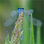 Dew-Encrusted Damselfly