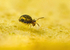 Sminthurinus reticulatus