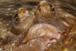 Platichthys flesus