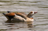 Egyptian Goose
