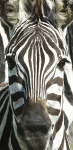 Zebra.