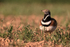 Little Bustard front view, Montgai, Catalonia, Spain