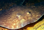 Raja clavata