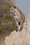Leopard Vantage Point