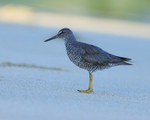 Wandering Tattler portfolio