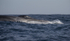 Fin Whale, Pico Island, Azores