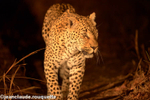 Night game drive