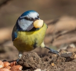 No.0080 Blue Tit with it's stash.
