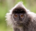 Silver Leaf Monkey