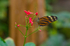 Tiger Longwing Butterfly - 4111