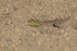 Snake-eyed Lizard